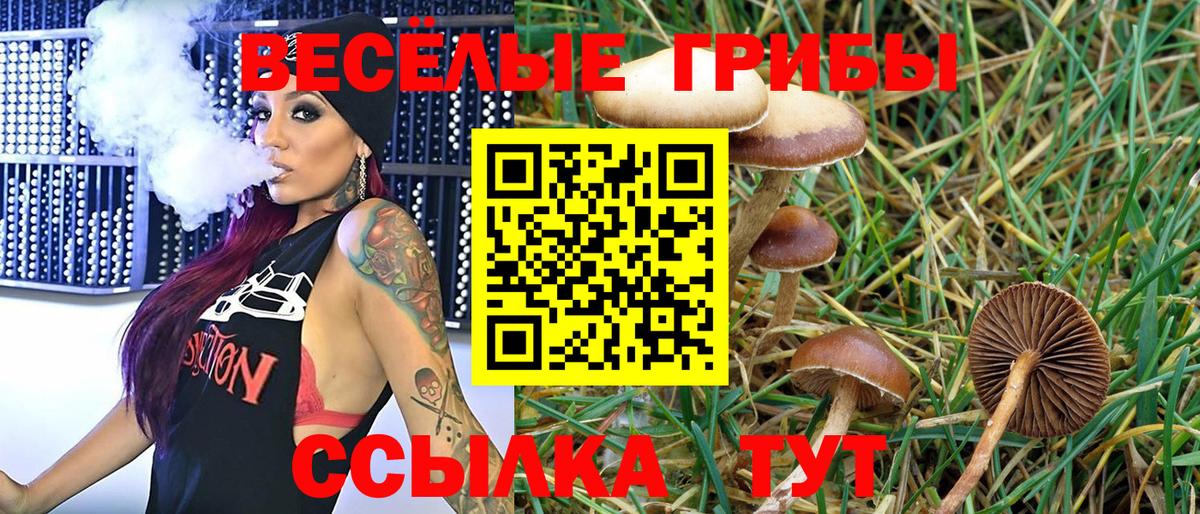 Галлюциногенные грибы Psilocybe Вязники